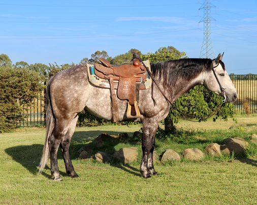 Excellence, a Dapple Grey American Quarter Horse gelding for sale in Texas