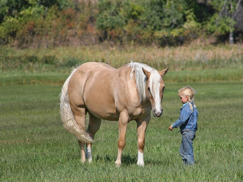 Bashiru, a Palomino American Quarter Horse gelding for sale in Texas