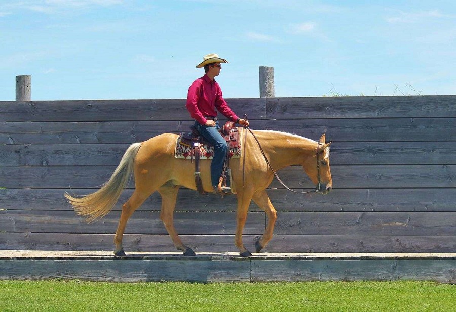 Dallas, a Palomino American Quarter Horse gelding for sale in Texas