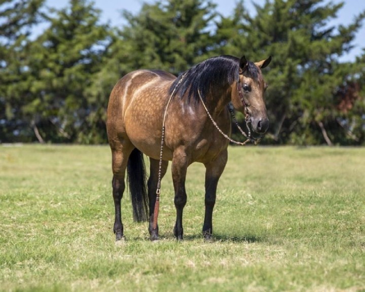 Lucy, a Buckskin American Quarter Horse mare for sale in Texas