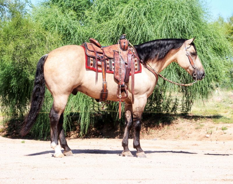 Phantom, a Buckskin Dun American Quarter Horse gelding for sale in Texas