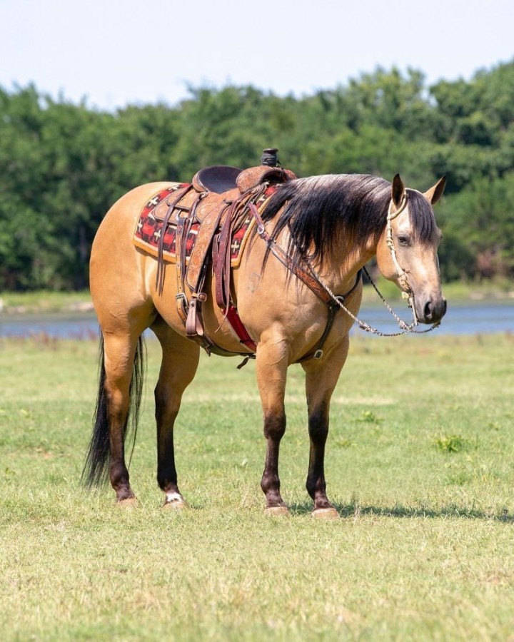 Lucky, a Buckskin American Quarter Horse gelding for sale in Texas