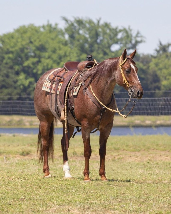 Bailey, a 10-year-old Red Roan American Quarter Horse gelding for sale