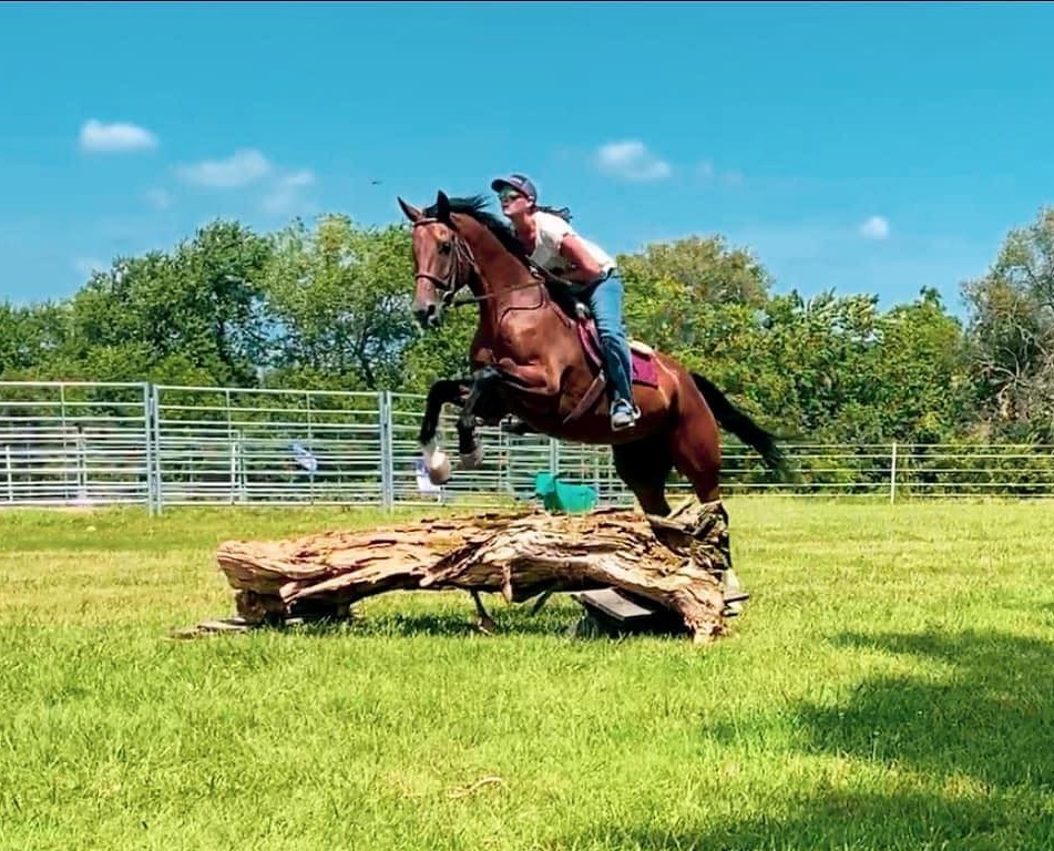 Hildi, a Bay Warmblood gelding for sale in Texas