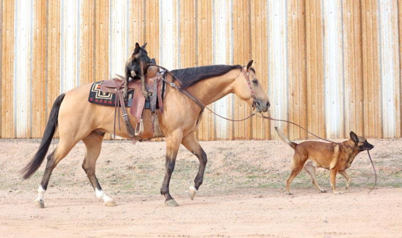 Randy, a Buckskin American Quarter Horse gelding for sale in Texas
