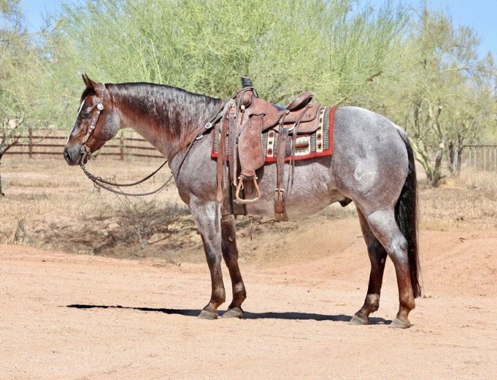 Sahara, a Red Roan American Quarter Horse gelding for sale in Texas