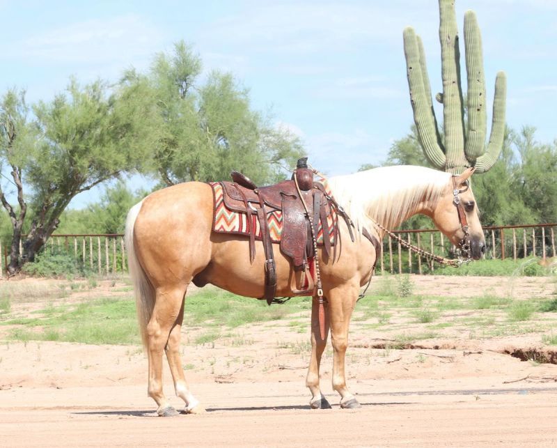 Amarillo, a Palomino American Quarter Horse gelding for sale in Texas