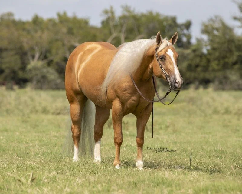 Sunny, a Palomino American Quarter Horse gelding for sale in Texas