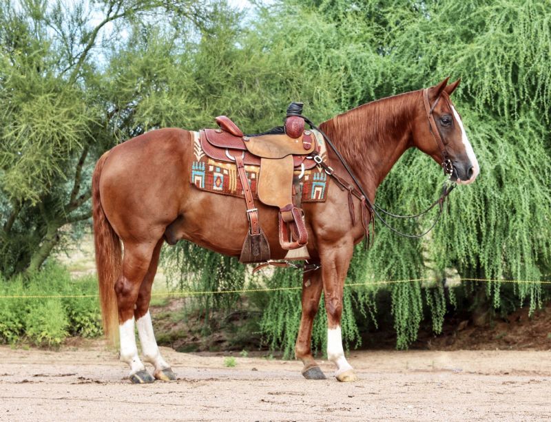 Patrick, a Sorrel American Quarter Horse gelding for sale in Texas