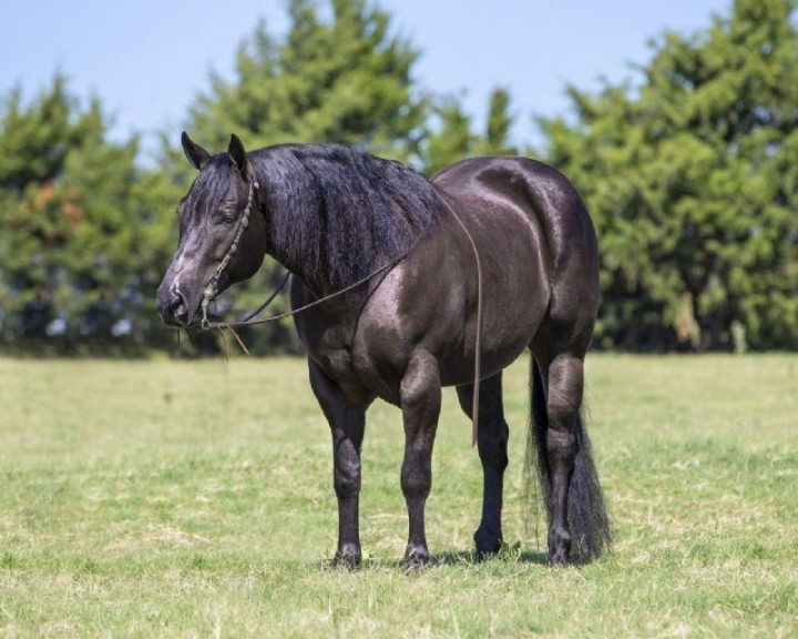 Breeze, a Black American Quarter Horse gelding for sale in Texas