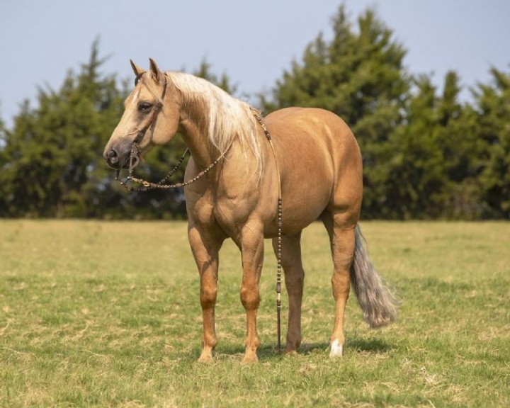 Bourbon, a Palomino American Quarter Horse gelding for sale in Texas