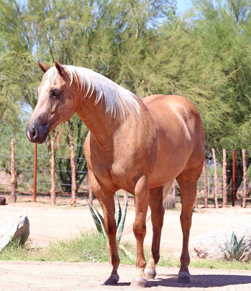 Whisper, a Palomino American Quarter Horse gelding for sale in Texas