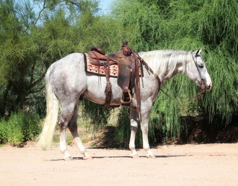 Sheriff, a Gray American Quarter Horse gelding for sale in Texas