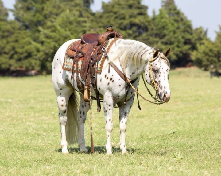 Holiday, a Gray American Paint Horse gelding for sale in Texas