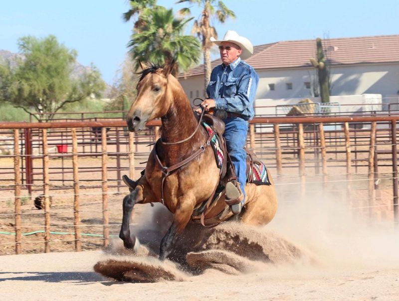 Danny, a Buckskin American Quarter Horse gelding for sale in Texas