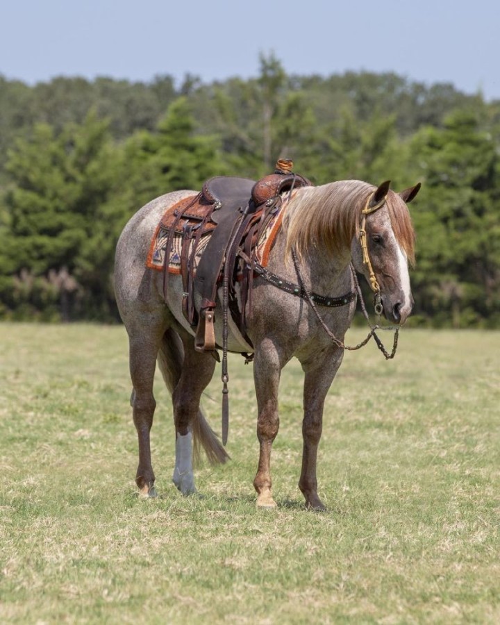 Kingsley, a Red Roan American Quarter Horse gelding for sale in Texas
