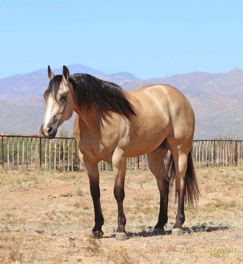 Tex, a Buckskin American Quarter Horse gelding for sale in Texas