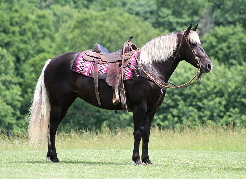 Winnie, a Chocolate Rocky Mountain Horse mare for sale in Texas