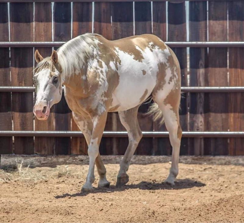 Ginger, a Tobiano American Paint Horse gelding for sale in Texas