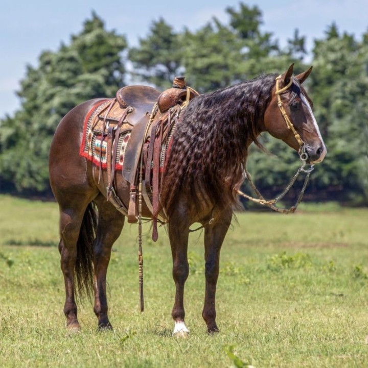 Nacho, a Chestnut American Quarter Horse gelding for sale in Texas