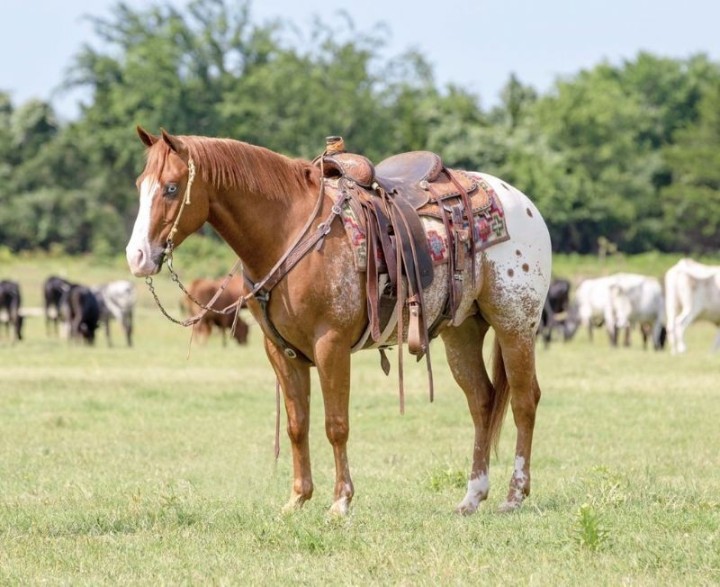 Bubblegum, a 7-year-old Buckskin POA HORSE gelding for sale