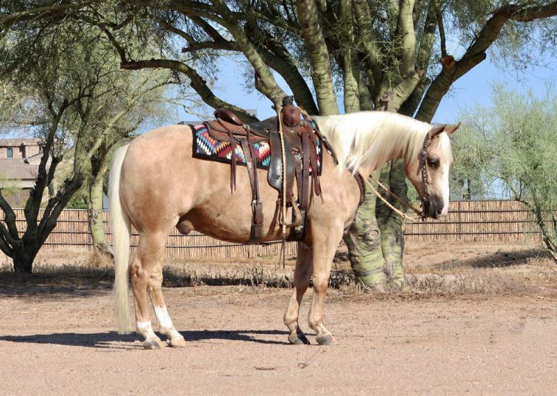 Snoopy, a Palomino American Quarter Horse gelding for sale in Texas