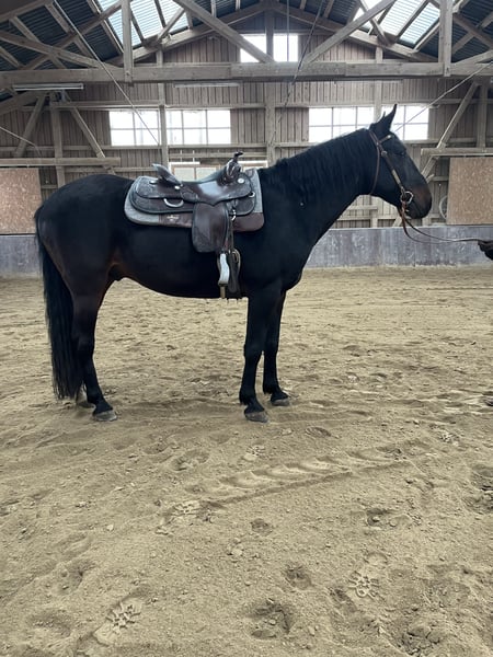 Tucker, a Tennessee Walker Blue Roan Tennessee Walking Horse gelding for sale in Texas