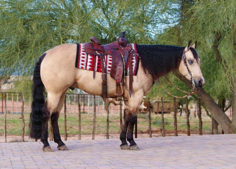 Justin, a Buckskin American Quarter Horse gelding for sale in Texas