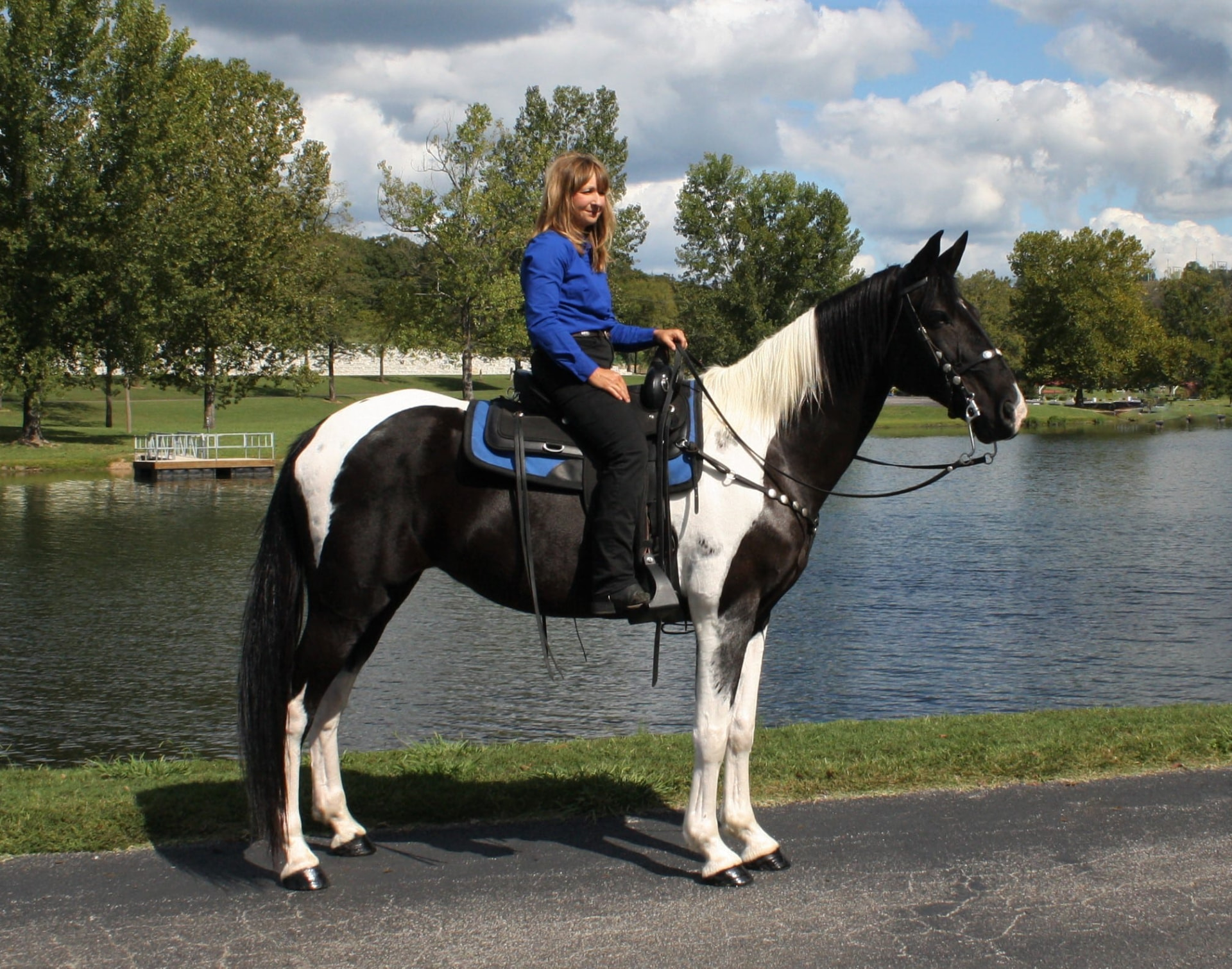 Picasso, a Pinto Missouri Fox Trotter mare for sale in Texas