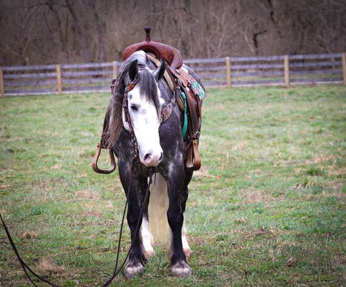 Victory, a Dapple Grey Gypsy Vanner gelding for sale in Texas