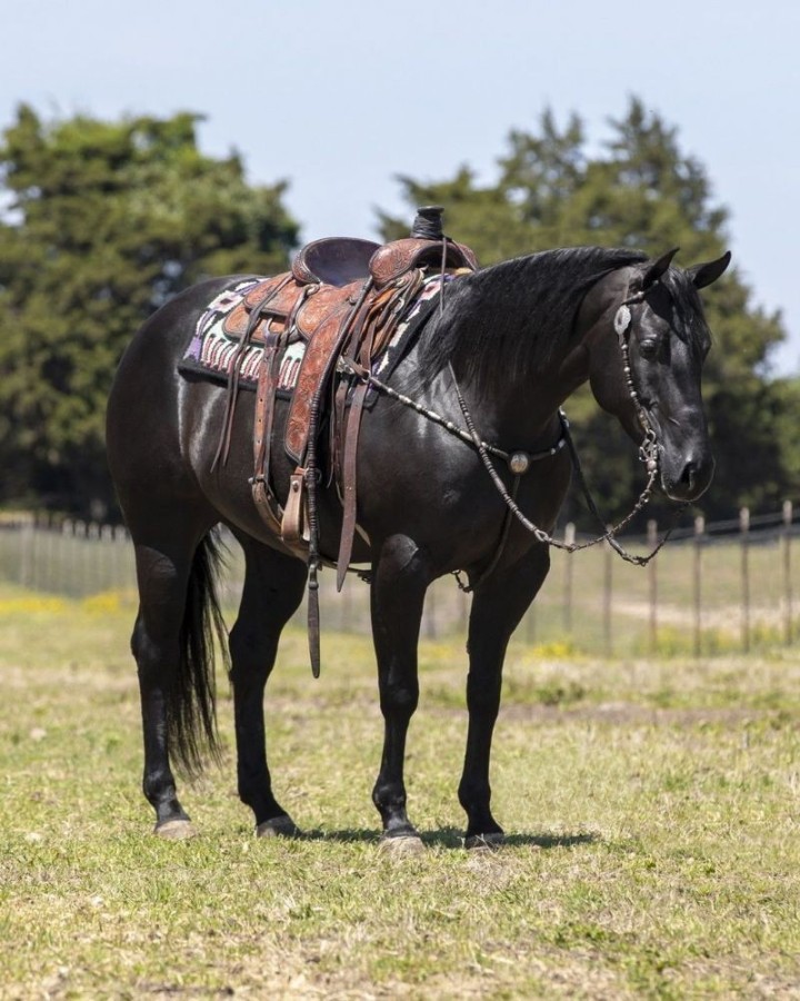 Missy, a Black American Quarter Horse mare for sale in Texas