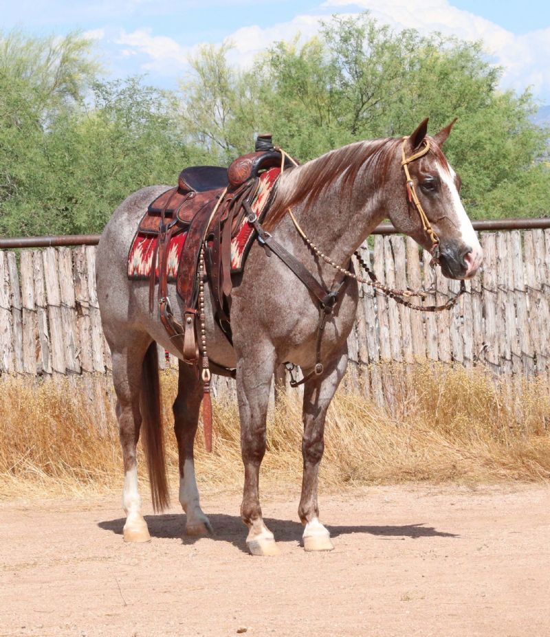 Ghost, a Red Roan American Quarter Horse gelding for sale in Texas