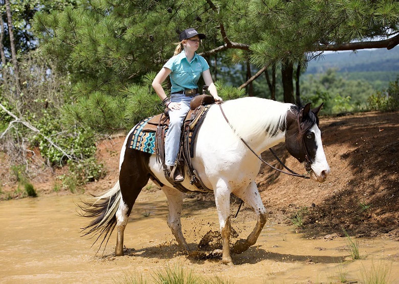 Samba King, a Tobiano American Paint Horse gelding for sale in Texas