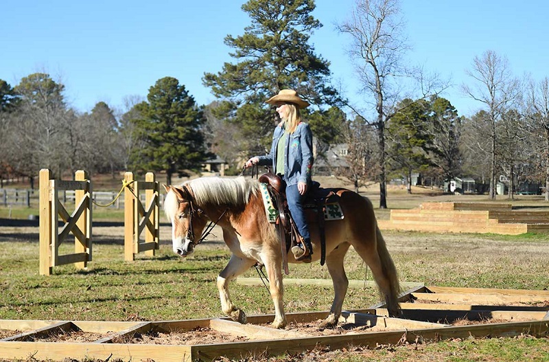 Soldier, a Chestnut Haflinger gelding for sale in Texas