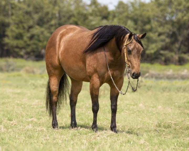 Cash, a Buckskin American Quarter Horse gelding for sale in Texas