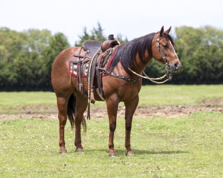 Bello, a Chestnut American Quarter Horse gelding for sale in Texas
