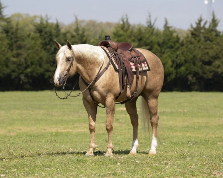 Dream, a Palomino American Quarter Horse gelding for sale in Texas