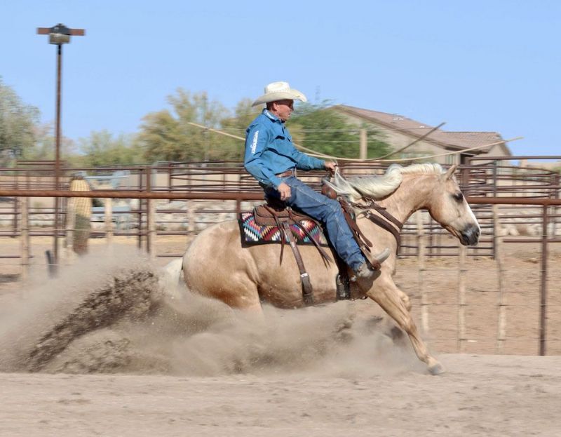 Gizmo, a Palomino American Quarter Horse gelding for sale in Texas
