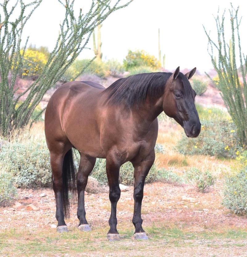 Bucky, a Grulla American Quarter Horse gelding for sale in Texas