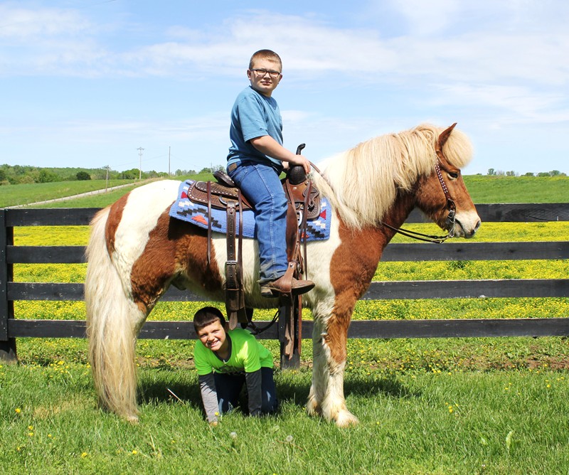 Schatzi, a Sorrel Tobiano Icelandic Horse gelding for sale in Texas