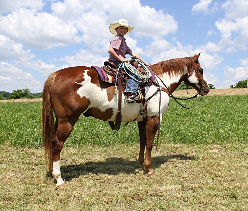 Bruce Lee, a Sorrel Overo American Paint Horse gelding for sale in Texas