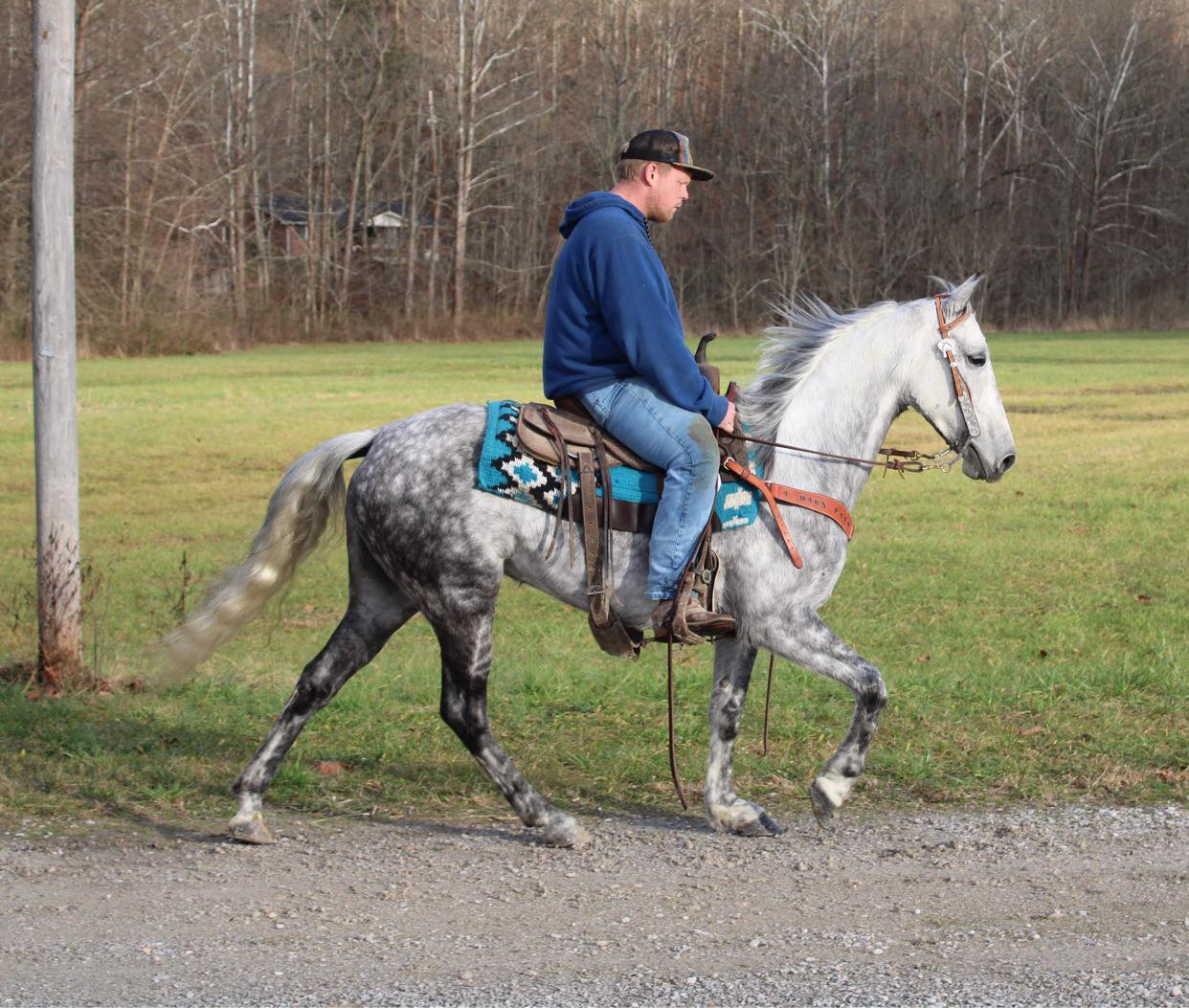 Hanna, a Grey Tennessee Walking Horse mare for sale in Texas