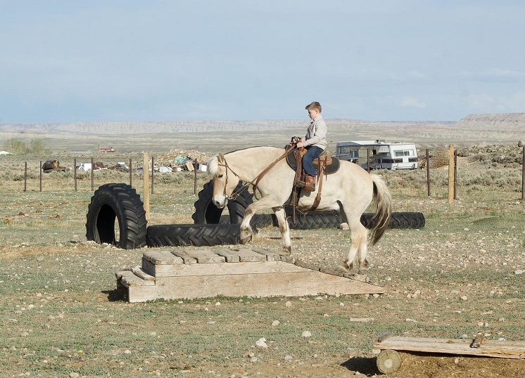 Spot, a Dun Norwegian Fjord gelding for sale in Texas