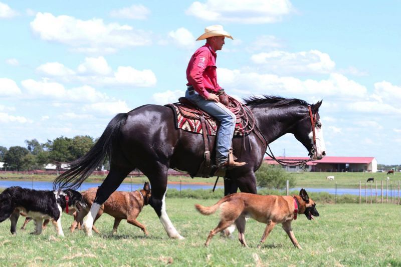 Magic, a Black American Quarter Horse gelding for sale in Texas