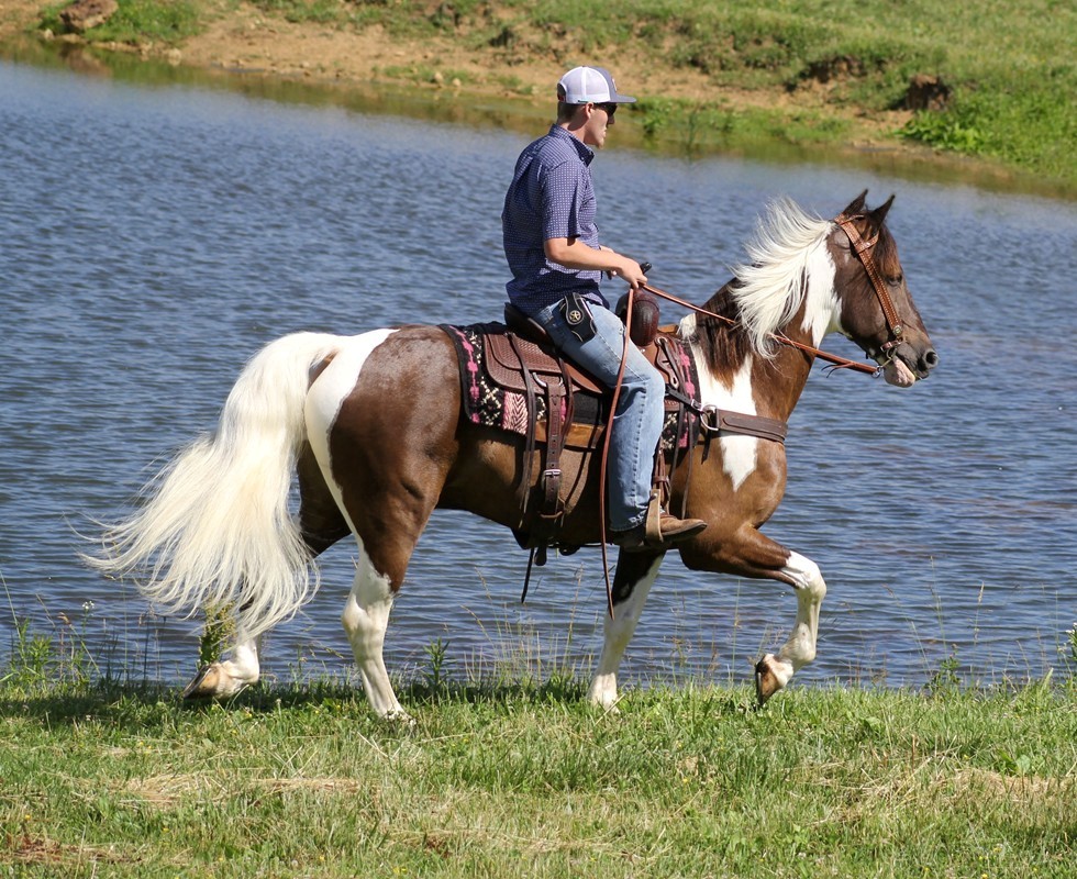 Cougar, a Chocolate Tobiano Tennessee Walking Horse gelding for sale in Texas