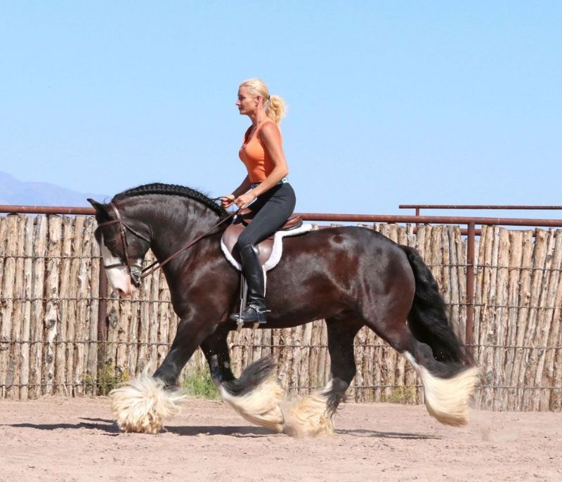 Mario, a Black Gypsy Vanner gelding for sale in Texas