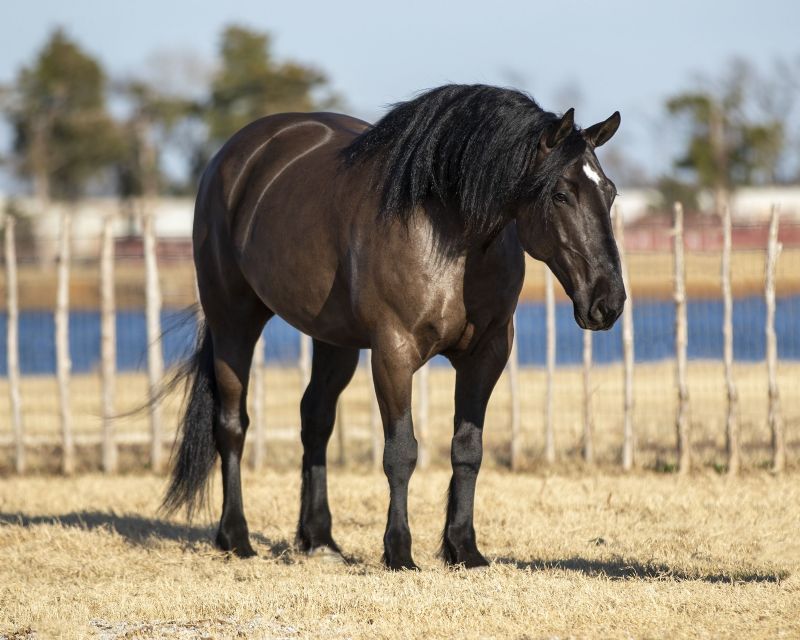 Rambo, a Black Draft Cross gelding for sale in Texas