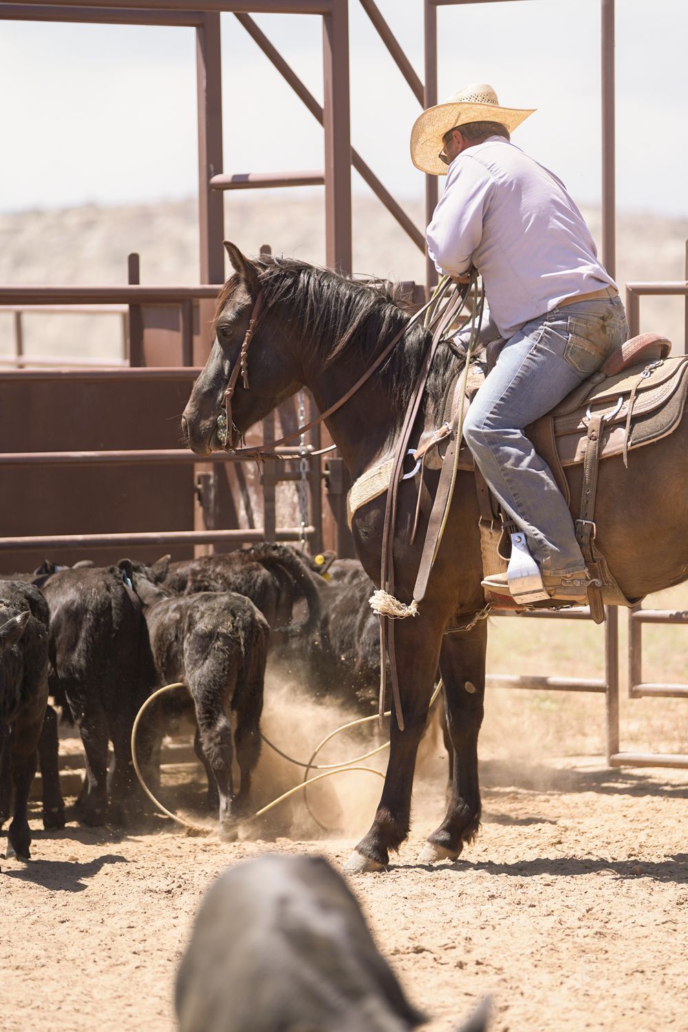 Horse and ranch photography at Equine Horses Ranch