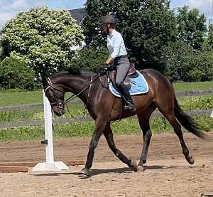 Barbaro, a 8-year-old Bay Thoroughbred gelding for sale
