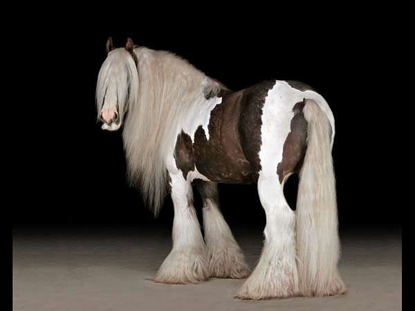 Fluffy, a Tobiano Gypsy Vanner gelding for sale in Texas